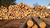 Галасюк: Афера с &laquo;безлесом&raquo; не пройдет, мораторий будет сохранен