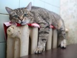 Зубко уверяет, что проблем с запуском отопления в регионах нет