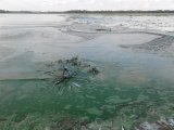 Цветение Днепра может стать причиной всплеска онкологических заболеваний и гепатита, - экологи