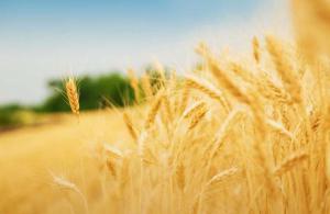 Україна планує виручити від експорту продукції АПК $20 млрд.