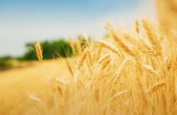 Україна планує виручити від експорту продукції АПК $20 млрд.