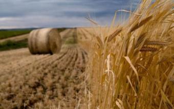 Китай хоче виробляти сільгосппродукцію в Україні