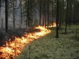 В ГСЧС не исключили вероятный поджог в зоне отчуждения