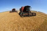 Украинские аграрии уже намолотили 33,4 миллиона тонн зерновых