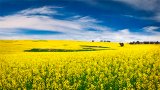 Плата за сельхозземли в Украине в 2017 г. увеличилась на 9,3% - мониторинг ВБ
