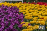 Квітучий Київ: тисячі тюльпанів розпустилися на Співочому полі