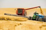 Українські аграрії намолотили 20 мільйонів тонн зернових