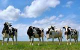 Індустріальна молочна компанія рекордно збільшила прибуток