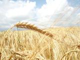 Виробництво зерна в Україні у вересні зросло до 43,5 млн. т